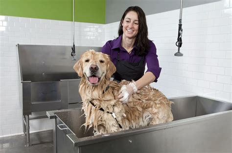 ﻿cómo iniciar un negocio de autoservicio de lavado de perros