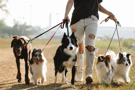 ﻿cómo iniciar un negocio de pasear perros para niños