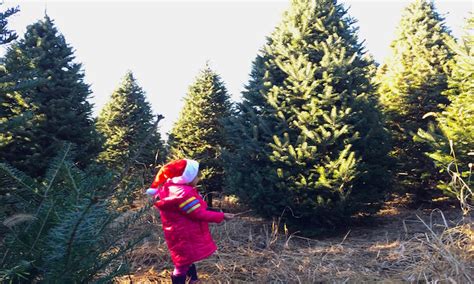 ﻿cómo iniciar una granja de árboles de navidad