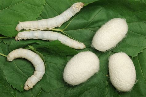 ﻿cómo obtener seda de los gusanos de seda