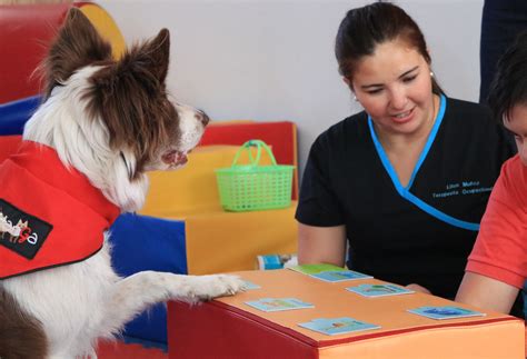 ﻿cómo obtener una carrera en terapia asistida por animales