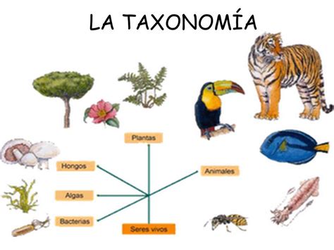 ﻿carreras en biología taxonomía