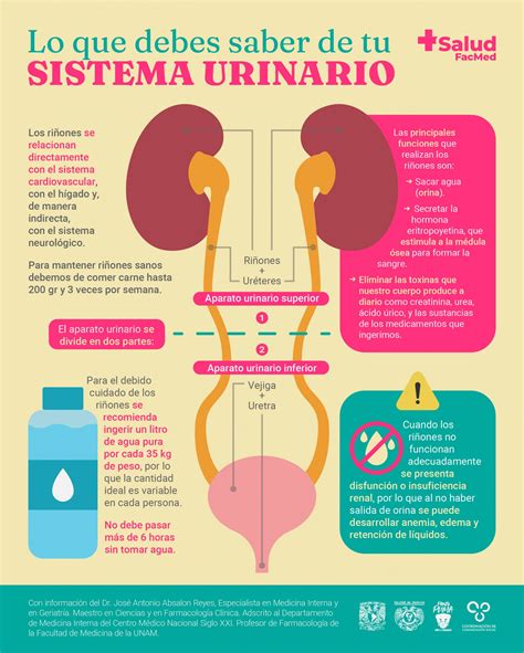 ﻿carreras médicas relacionadas con el sistema urinario
