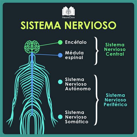 ﻿carreras que trabajan con el sistema nervioso