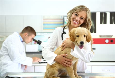 ﻿consejos para aplicar a la escuela de veterinaria