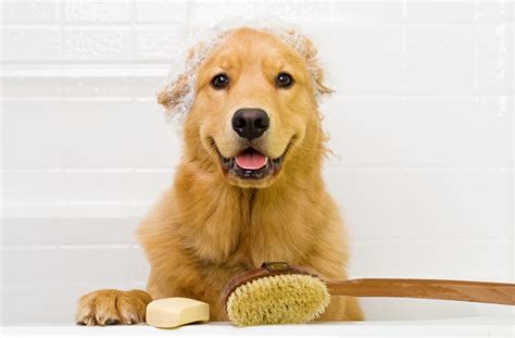 ﻿consejos para el peluquero para el primer aseo de mascotas de un cachorro