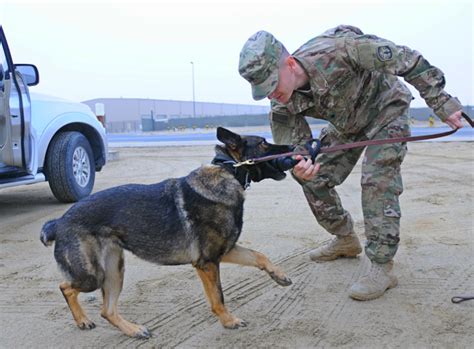 ﻿descripción del trabajo del ejército: 31k adiestrador de perros de trabajo militar