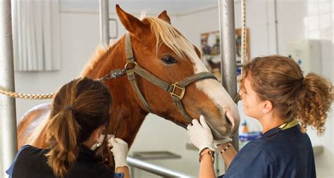 ﻿funciones y perfil de la carrera de veterinario equino