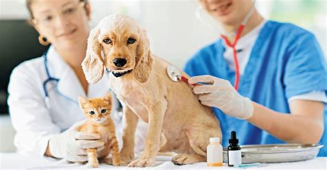 ﻿las mejores escuelas de veterinaria en los estados unidos