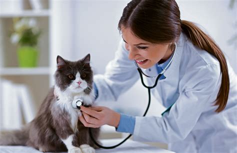 ﻿los 10 datos más importantes sobre los veterinarios
