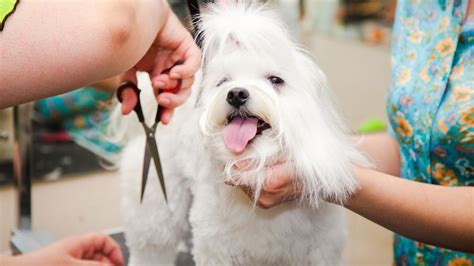 ﻿obtenga información sobre la certificación profesional de peluquero canino