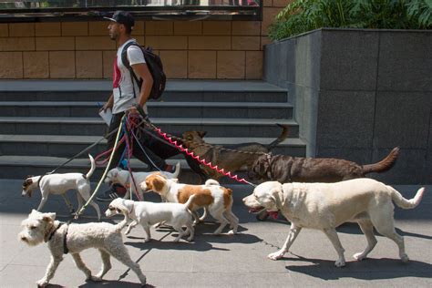 ﻿paseador de perros descripción del trabajo: salario, habilidades y más
