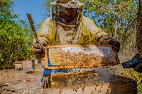 ﻿perfil de carrera de apicultor y perspectivas laborales