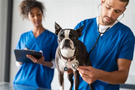 ﻿salario inicial promedio de un veterinario que posee una clínica