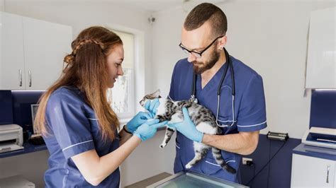 ﻿salarios de enfermeras vs. técnicos veterinarios