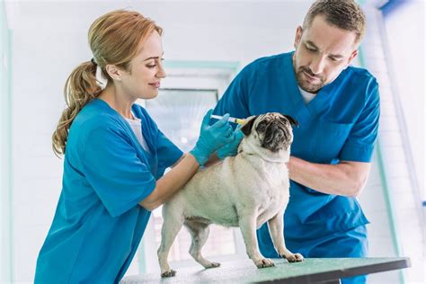 ﻿una carrera como asistente veterinario