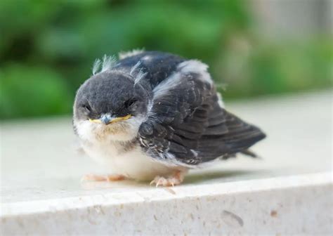 2024 🌱 How to Take Care of a Baby Sparrow: A Comprehensive Guide 🌳-marketplaceplus.shop