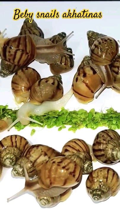 2024 🐌 Parenting 101: Caring for a Baby Snail-marketplaceplus.shop