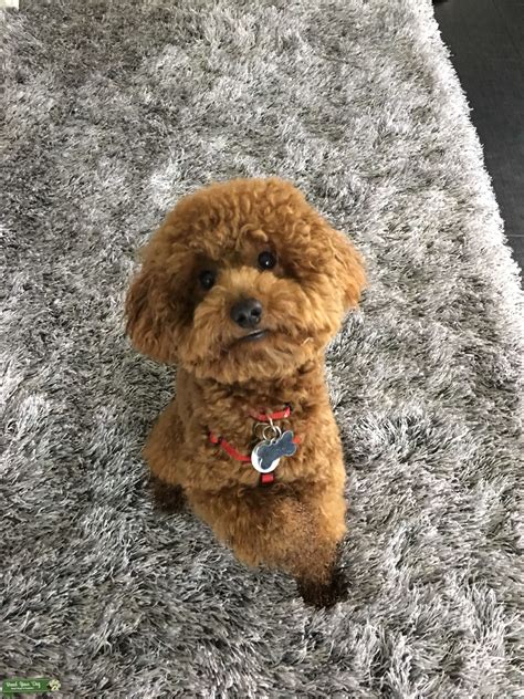 🐩 Miniature Red Poodle Male 5 months old - pets