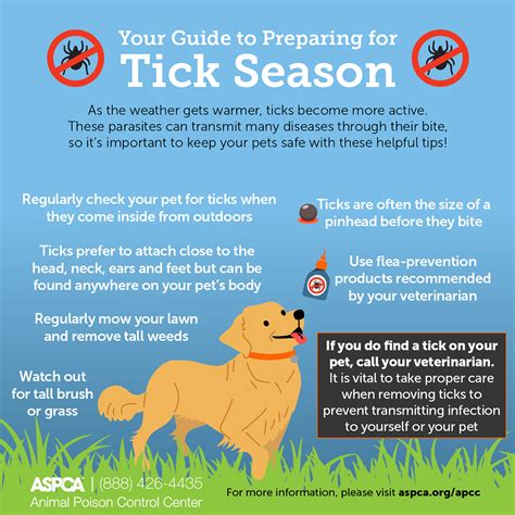 🐶 Does My Dog Need Flea And Tick Prevention? [2024] - The ...