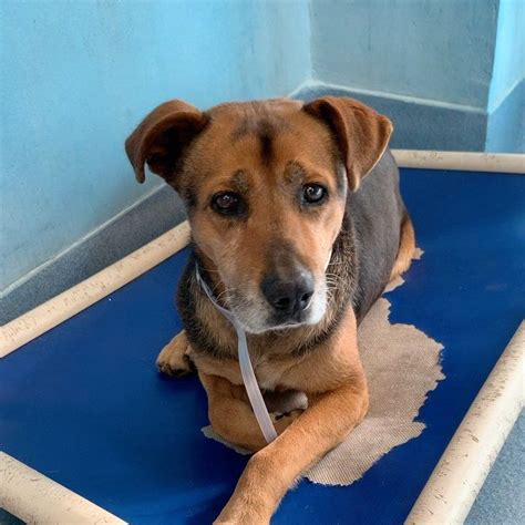 🐶Baldwin Park Shelter🐶 on Instagram: "💔ID #A5473439 💔 🆘POOR GAL …