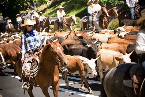 💋 The last cattle drive. The Last Cattle Drive. 2024-10-12