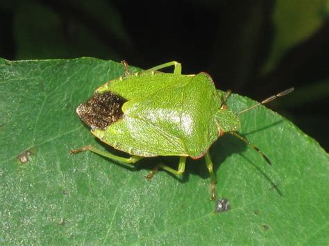 🔥 This Green Shield Bug