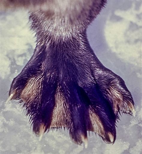  ? Their webbed paws made them strong swimmers, along with their otter tail, which acts like a powerful rudder when retrieving ducks