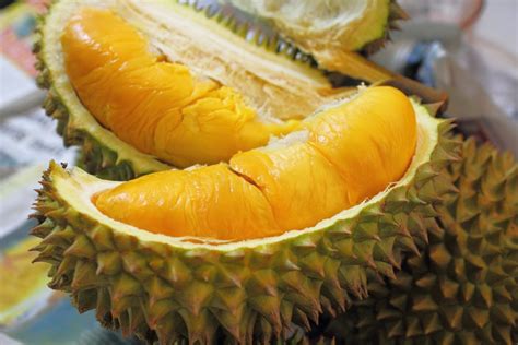  Şanslı Durian yuvası 