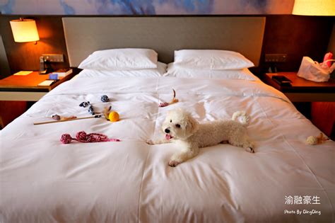  张北华恒商务大酒店 可以带宠物狗入住？