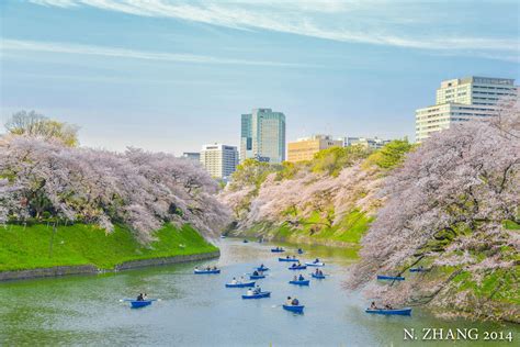  樱花季如何安排行程？