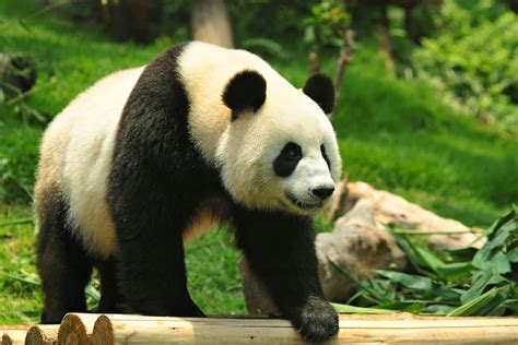  🐼 panda