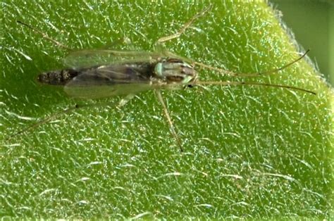   Das liegt an winzigen Korallenfragmenten