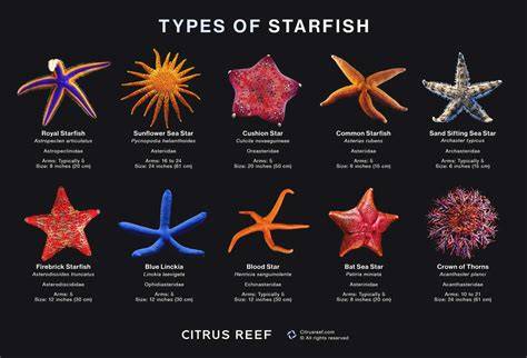 +40 Jenis STARFISH | Penasaran - raincitystudios.com