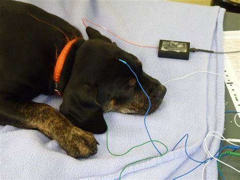  A Baer test can be conducted by a veterinarian specializing in neuroscience if you suspect he may have a hearing problem