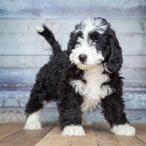  A Bernedoodle is a Bernese Mountain Dog poodle mix