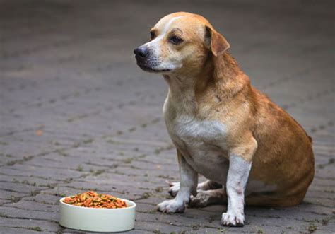  A Big Appetite Another tell-tale sign of a pregnant dog is a significant change in appetite