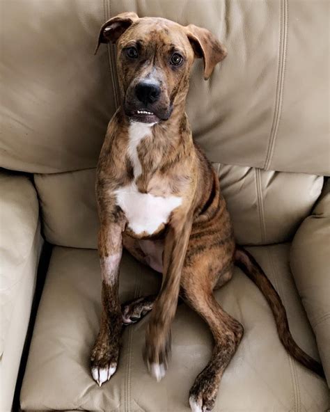  A Boxer Mix can end up with a coat similar to one of their parents or a coat that is a combination of both of them