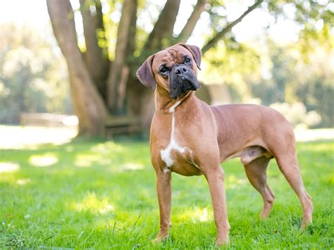  A Boxer is also one of the most affectionate dog breeds