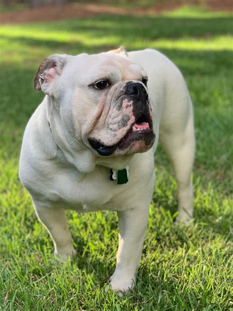 A Bruiser Bulldog is bred for intelligence and playfulness
