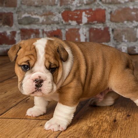  A Bulldog for sale in Texas comes in 8 different lovely colors - their coats are simply gorgeous! Dogs and Puppies » English Bulldog