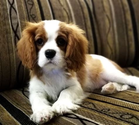  A Cavalier King Charles Mix can inherit a coat similar to one of the parent breeds or a coat that is a mix of both