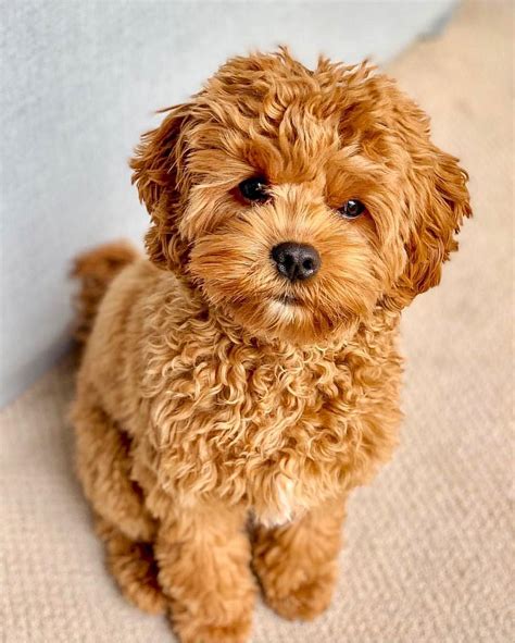  A Cavapoo or Cavoodle puppy is also considered 