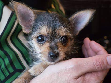  A Chorkie is a mixed-breed dog that results from crossing a Chihuahua with a Yorkshire Terrier