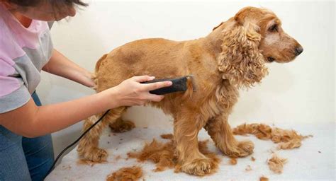  A Cocker Spaniel normally gets professional grooming and you might need to do this with your mix