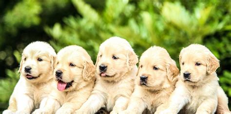  A Complete Guide Having a litter of puppies is an exciting and tiring experience! To watch those well-rounded puppies grow and head off to their forever homes to be lifetime companions is a magical moment