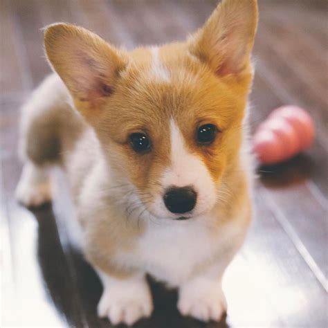  A Corgi for sale belongs to a group of medium-small, low-set dogs that belong to the herding class