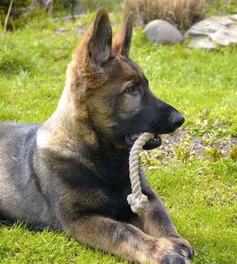  A Czech GSD is one of such remarkable varieties