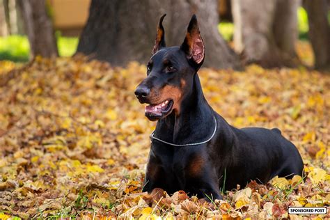  A Doberman Pinscher is a high-energy dog breed that needs a lot of exercise to be happy and healthy