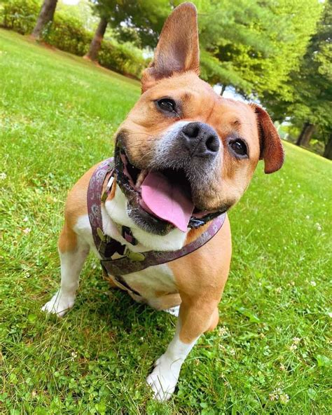  A French Bulldog Pitbull mix can live for around 12 to 14 years
